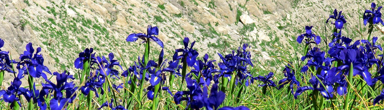 Schwertlilien - Iris - spanische Pyrenäen